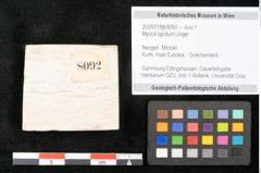 Foto (Objekt + Etikett) von Myrica lignitum Unger (NHMW-GEO-2024-0188-8092)